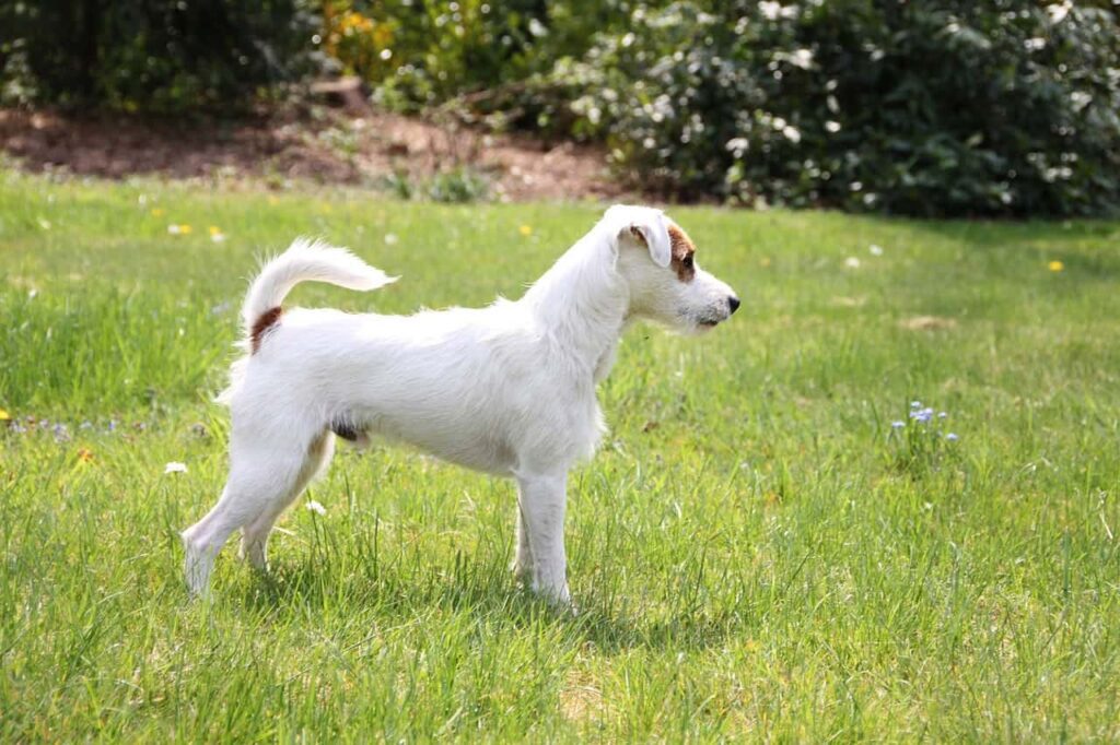 Jack Russell Terrier