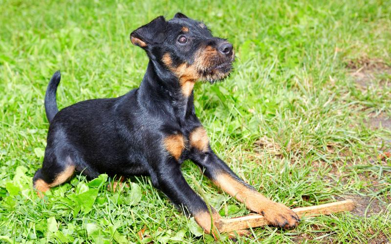 Jagdterrier Puppy