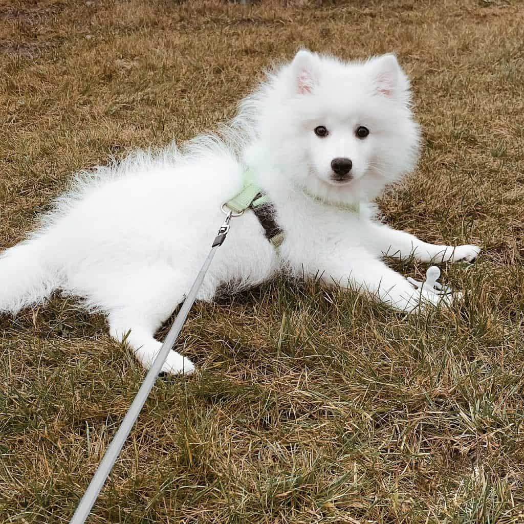 Japanese Spitz
