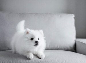 Japanese Spitz Puppy on couch