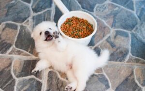 Japanese Spitz Puppy next to dog bowl. 