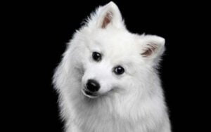 Japanese Spitz Rescue