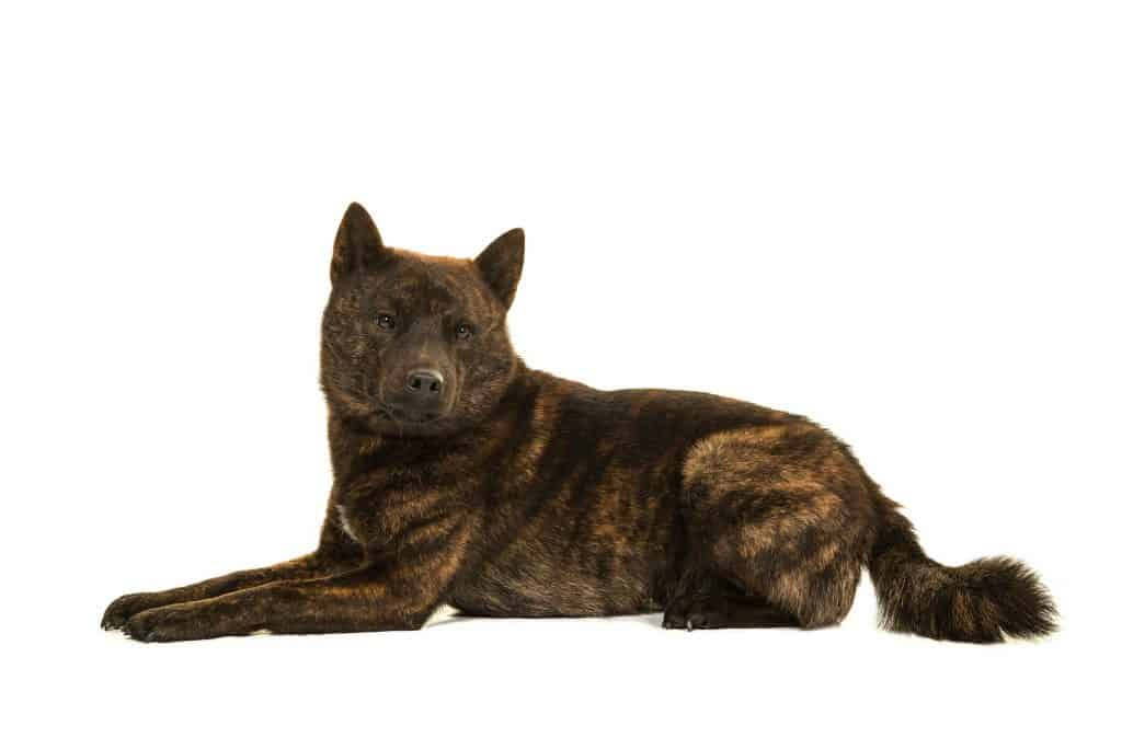 Kai Ken Dog Breed