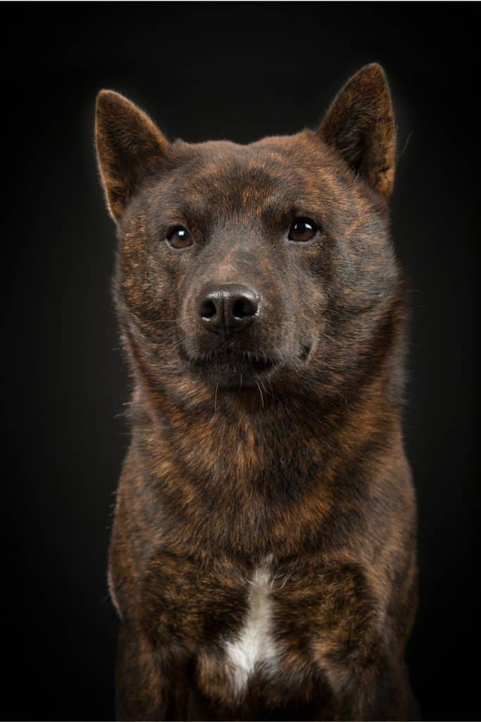 Kai Ken Puppies For Sale Pin