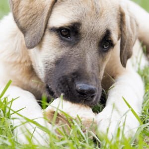 Anatolian Shepherd pup
