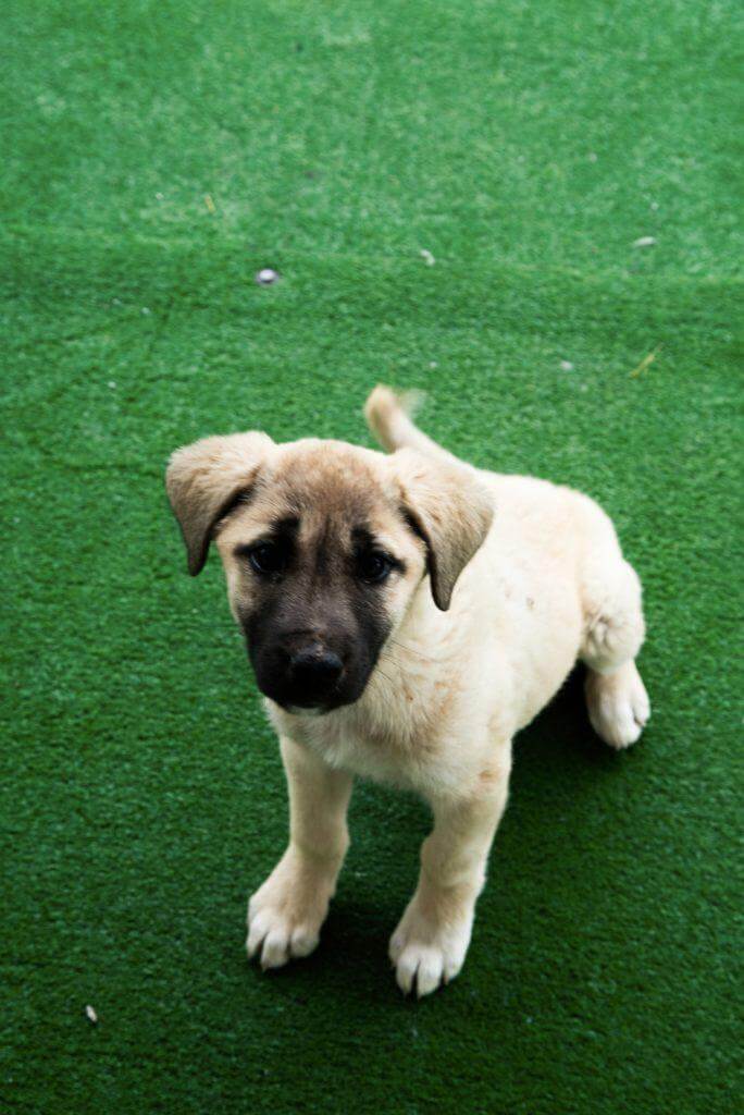 Kangal Puppy