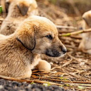 Kangal pups!