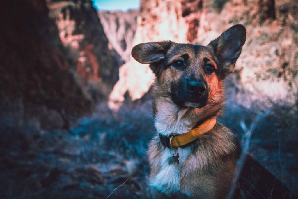 King Shepherd Dog