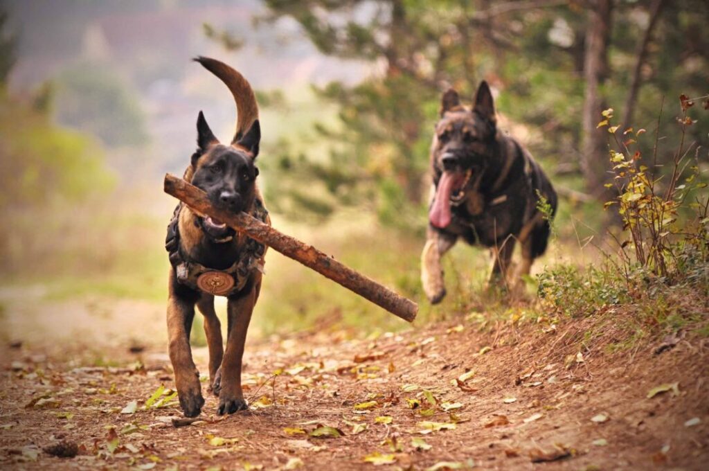 King Shepherd Dog Breed