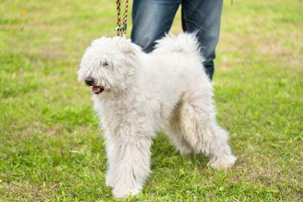 Komondor Puppy For Sale