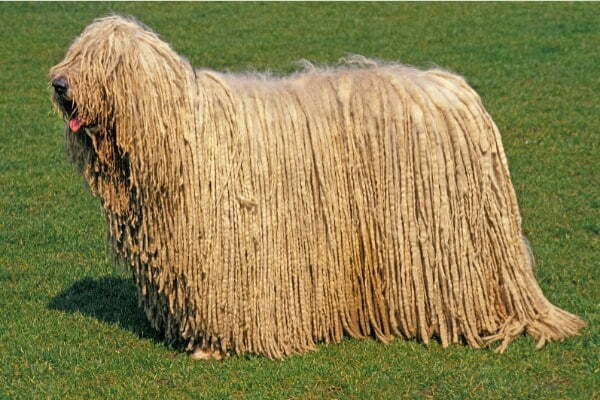 Komondor Rescue