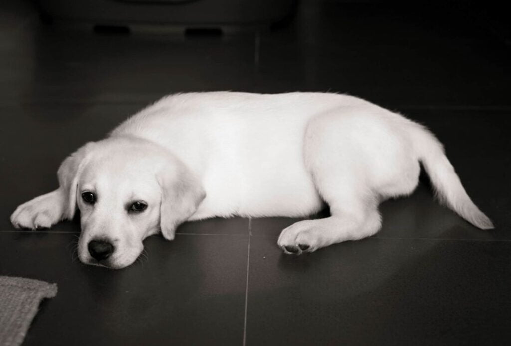 Lab Puppy