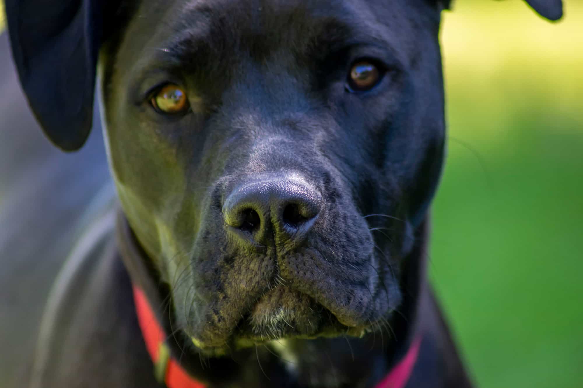 Labrabull