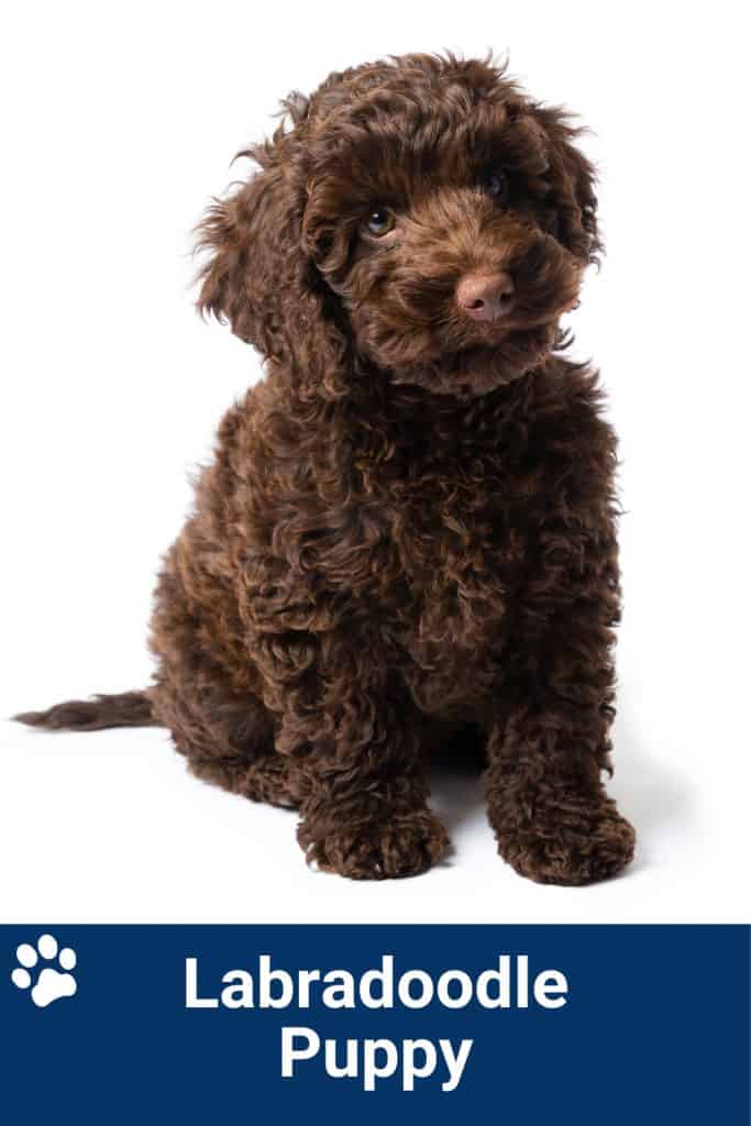 Labradoodle Puppy