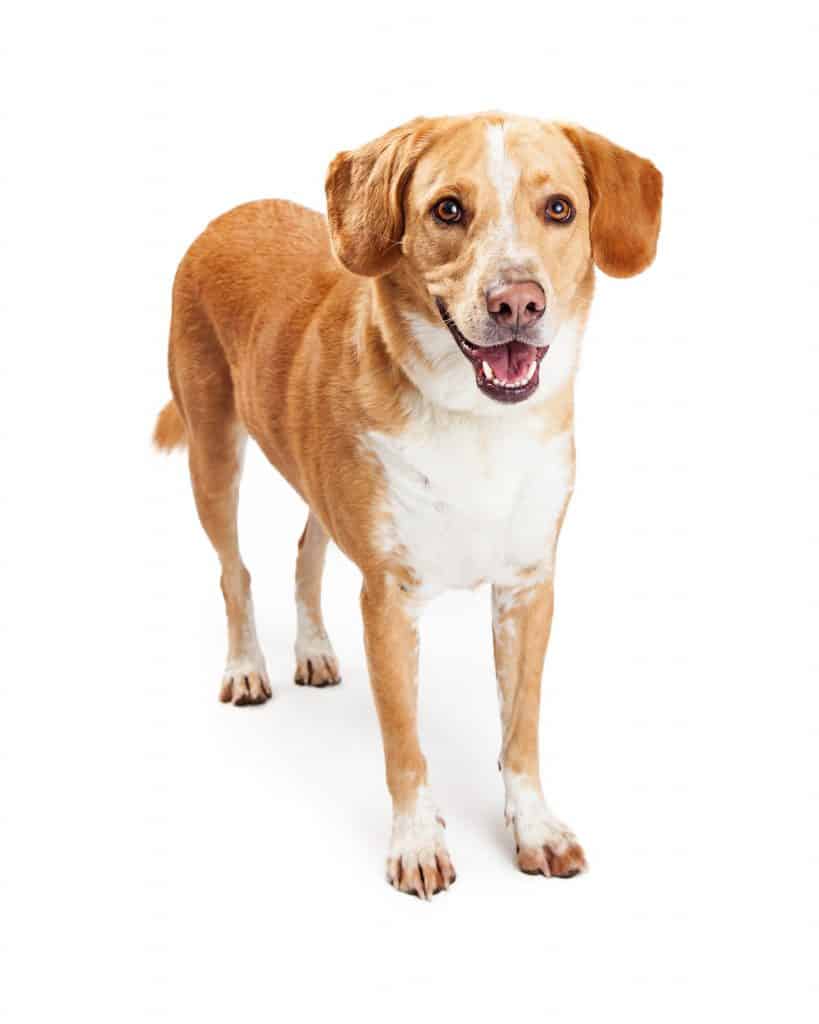Labrador Beagle Mix