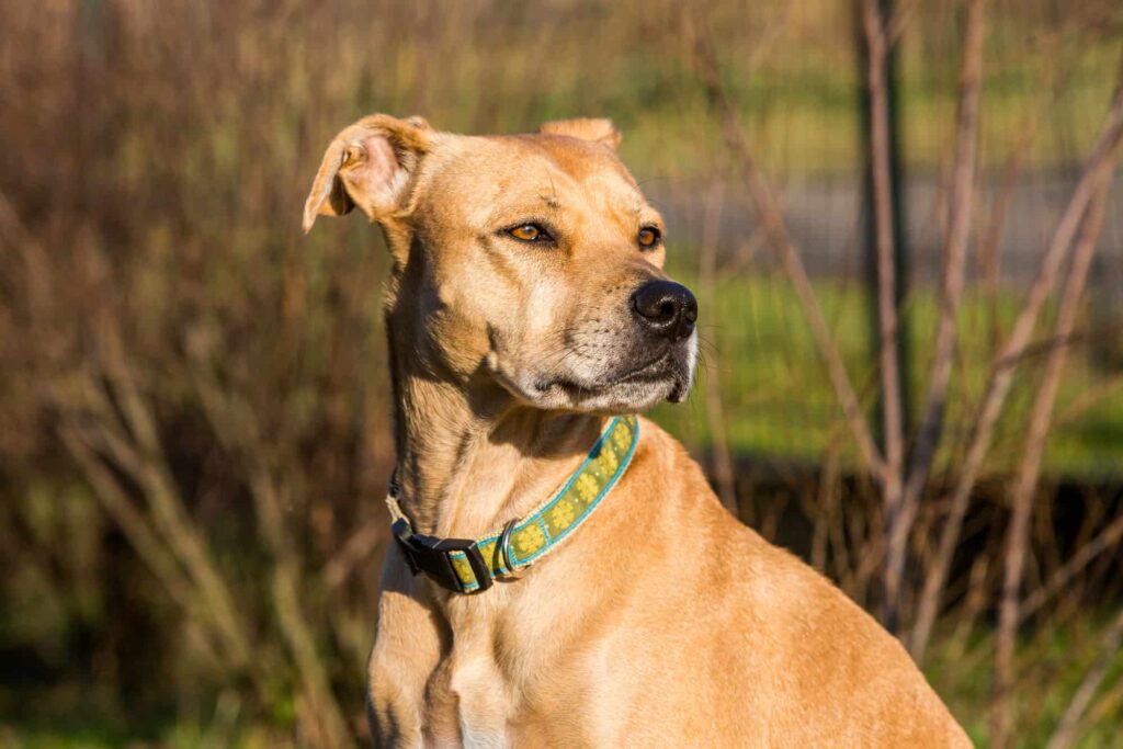 Labrador Pitbull