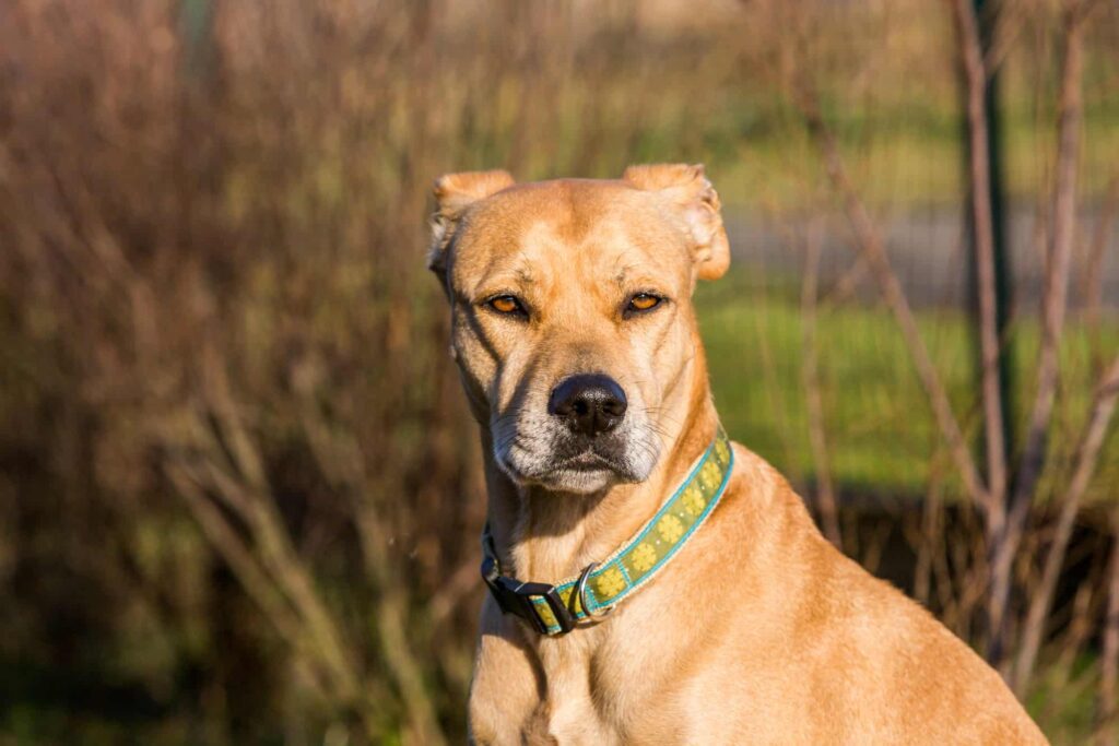 Labrador Pitbull Mix