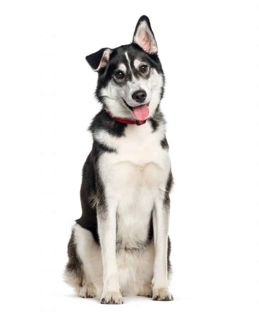 Labrador Retriever Siberian Husky Mix