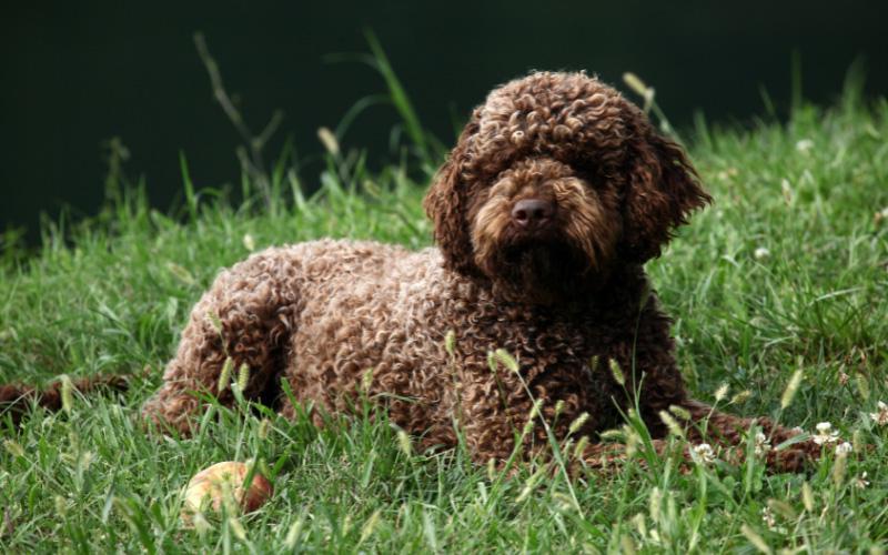 Lagotto Romagnolo Breed