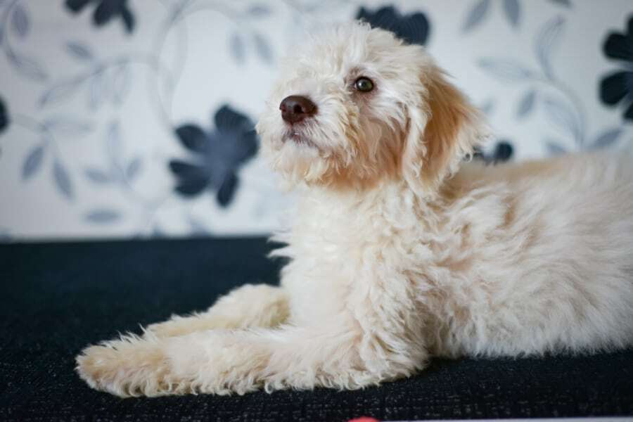 Lagotto Romagnolo Puppy For Sale