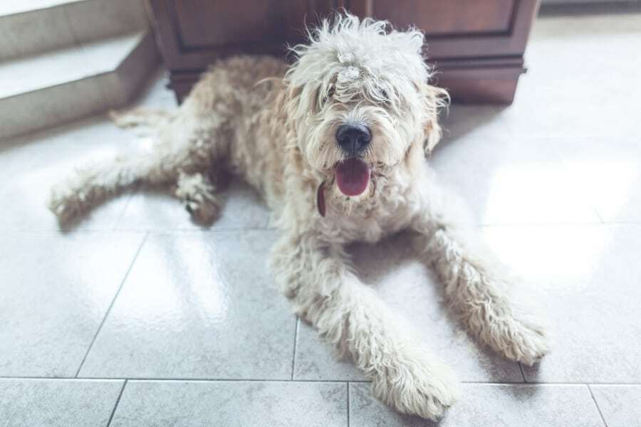 Lagotto Romagnolo Rescue
