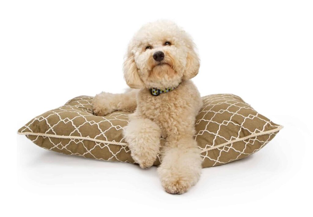 Large Dog Bed