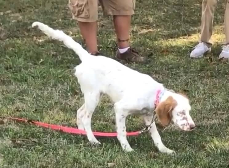 Llewellin Setter Puppy For Sale