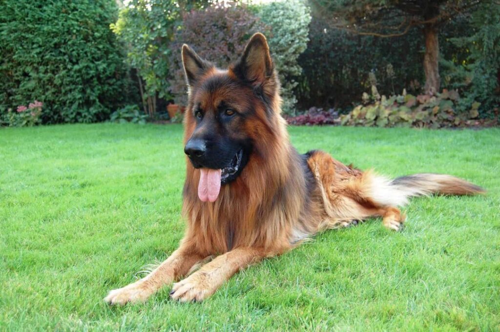 Long Coated German Shepherd