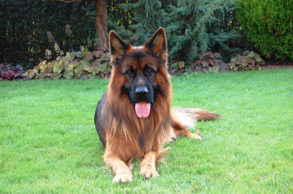 Long Haired German shepherd