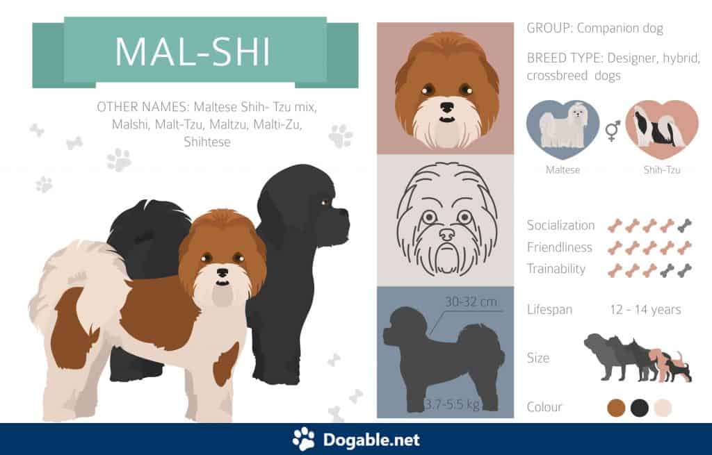 Mal-Shi Infographic