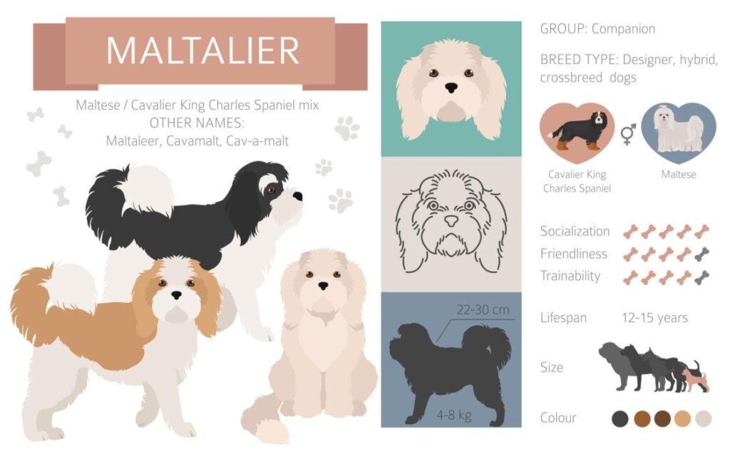 Maltalier