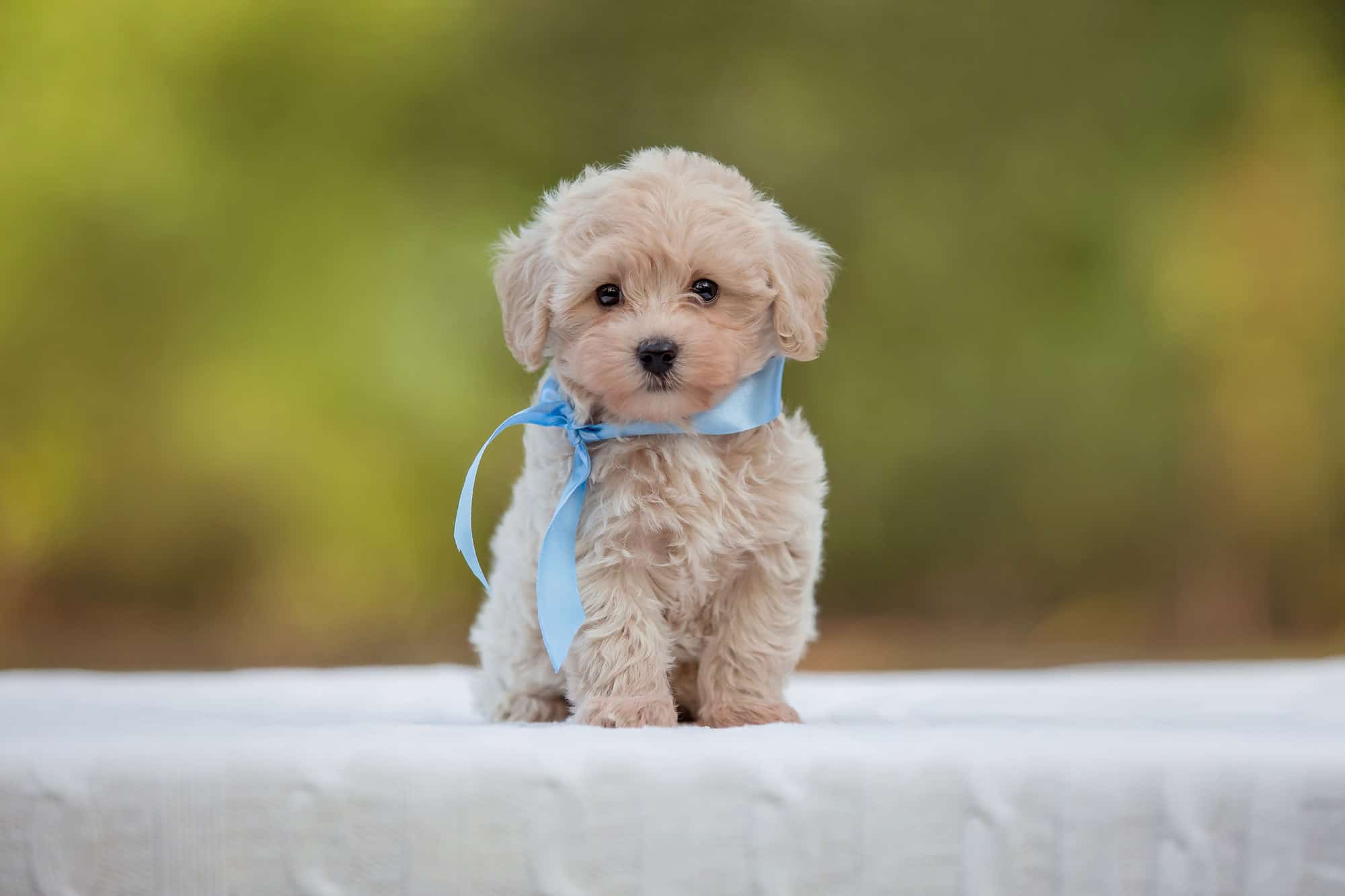 Maltese Poodle Mix Puppy