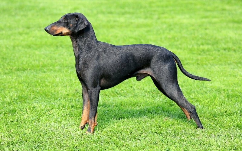 Manchester Terrier