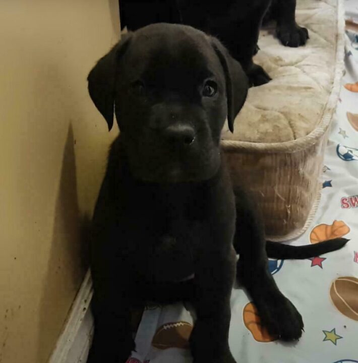 Mastador Puppies For Sale