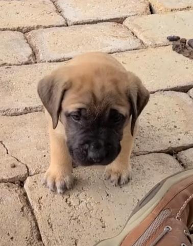 Mastador Puppy
