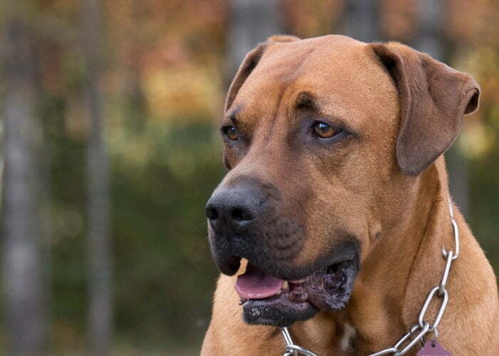 Mastiff Boxer Mix