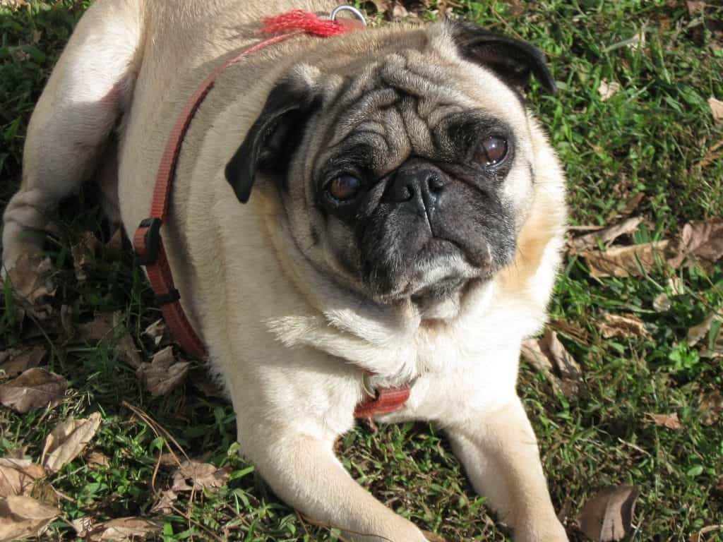 Max The Pug