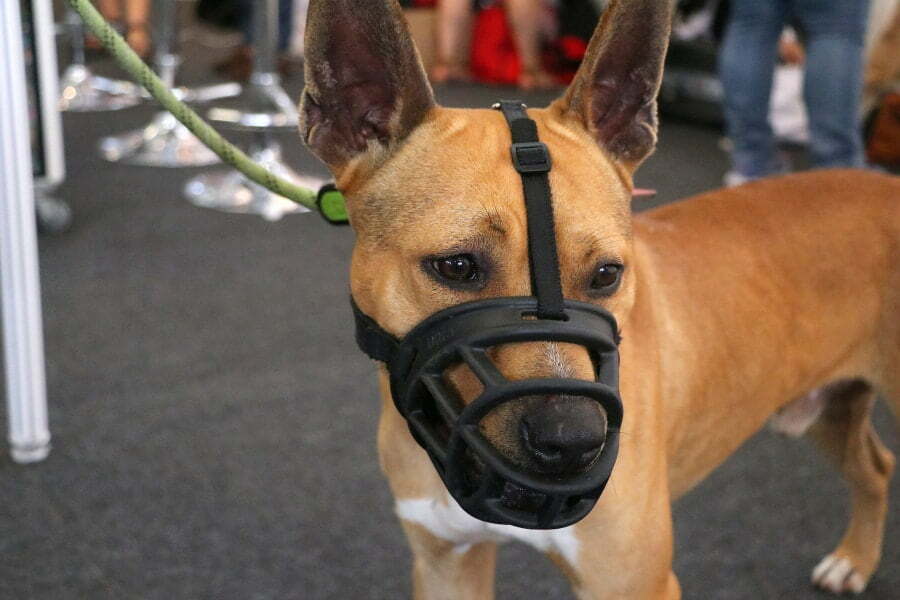 Measure Dog For A Muzzle