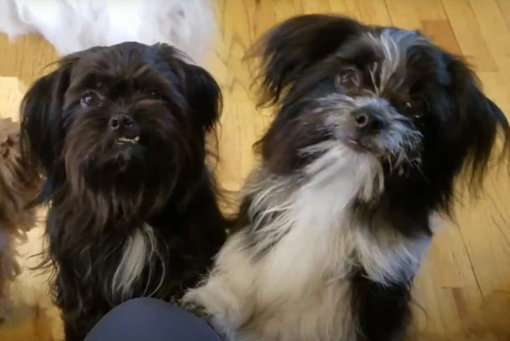 Mi-Ki Dog Breed