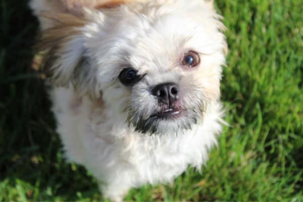 Mi-Ki Puppy For Sale