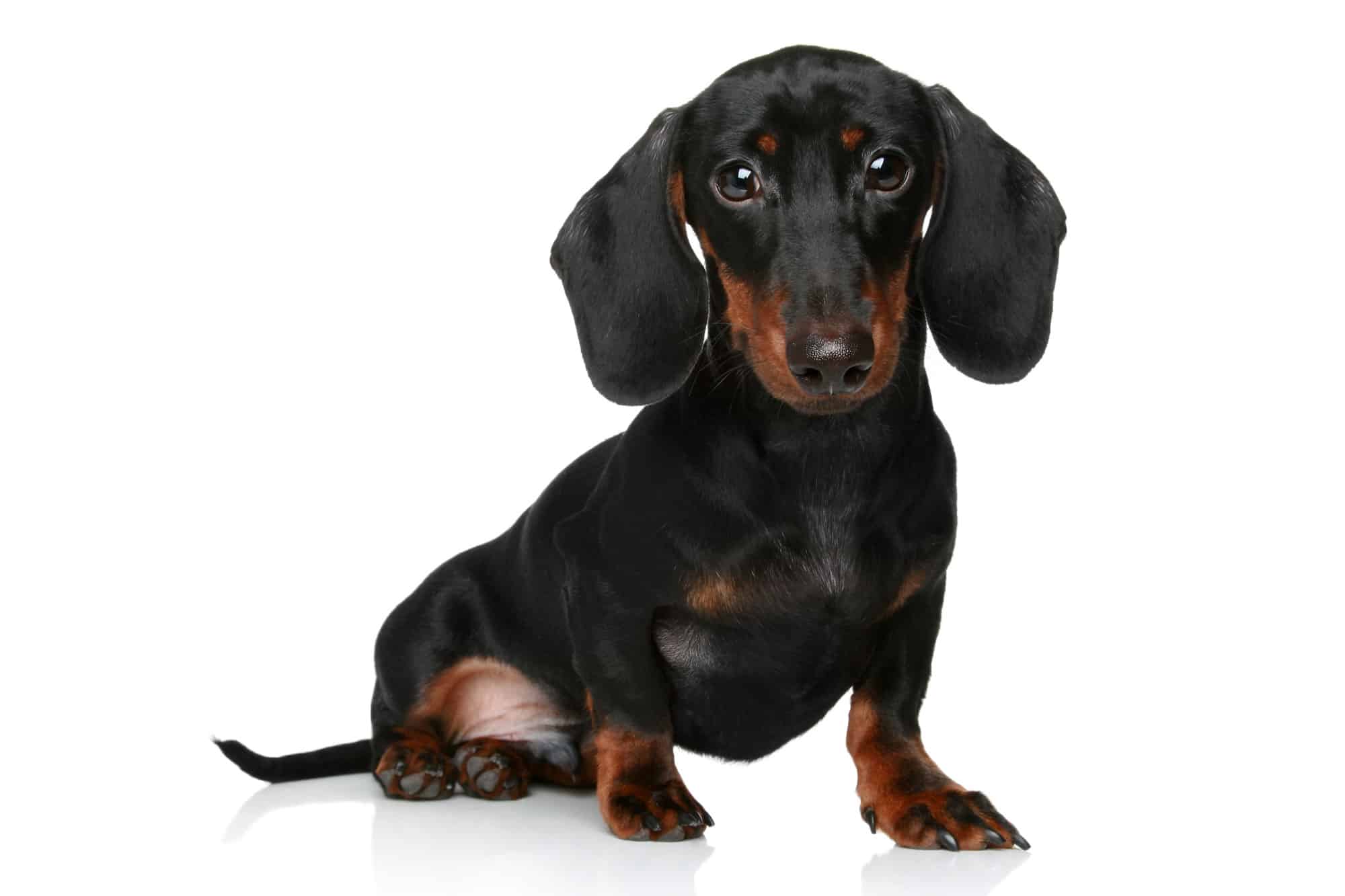 Micro Mini Dachshund Puppies For Sale