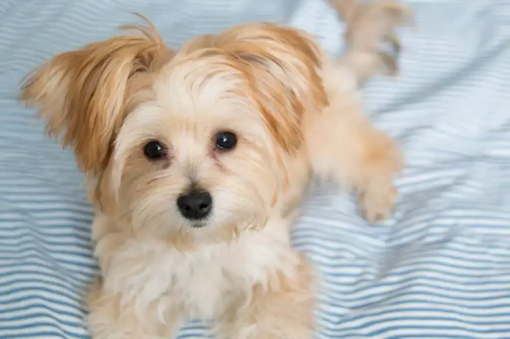 Morkie laying on a bed