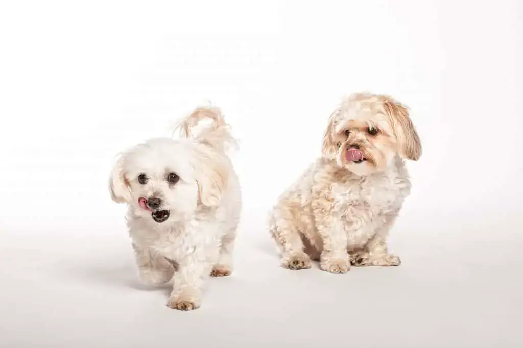 Two Morkies in a white background
