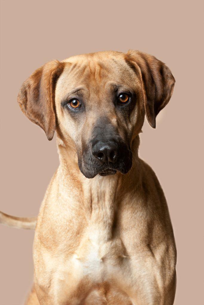 Mountain Cur Dog Breed Pin