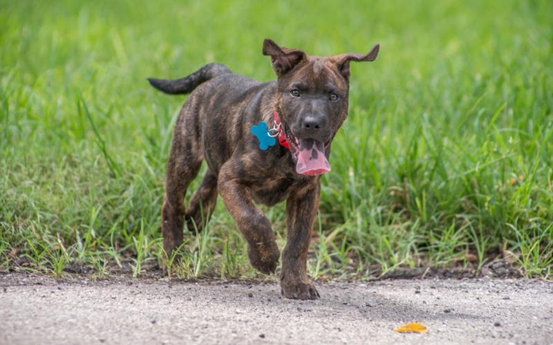 Mountain Cur Pitbull Mix Puppy
