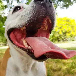 Periodontal disease in dogs