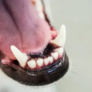 periodontal disease in dogs