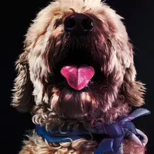 Dog mouth