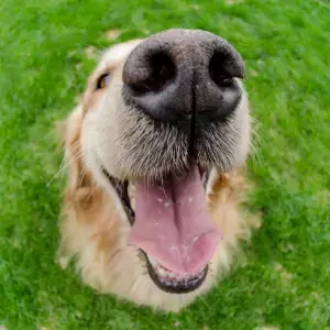 periodontal disease in dogs