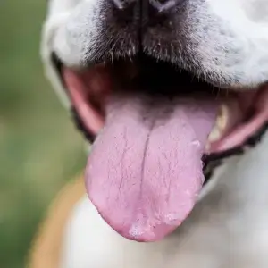 periodontal disease in dogs